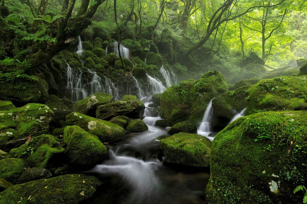 Ein unberührter Bachlauf in einem dichten, grünen Wald, bei dem Wasser über moosbewachsene Felsen und Kaskaden fließt – ein Sinnbild für die natürliche Wasserfilterung.