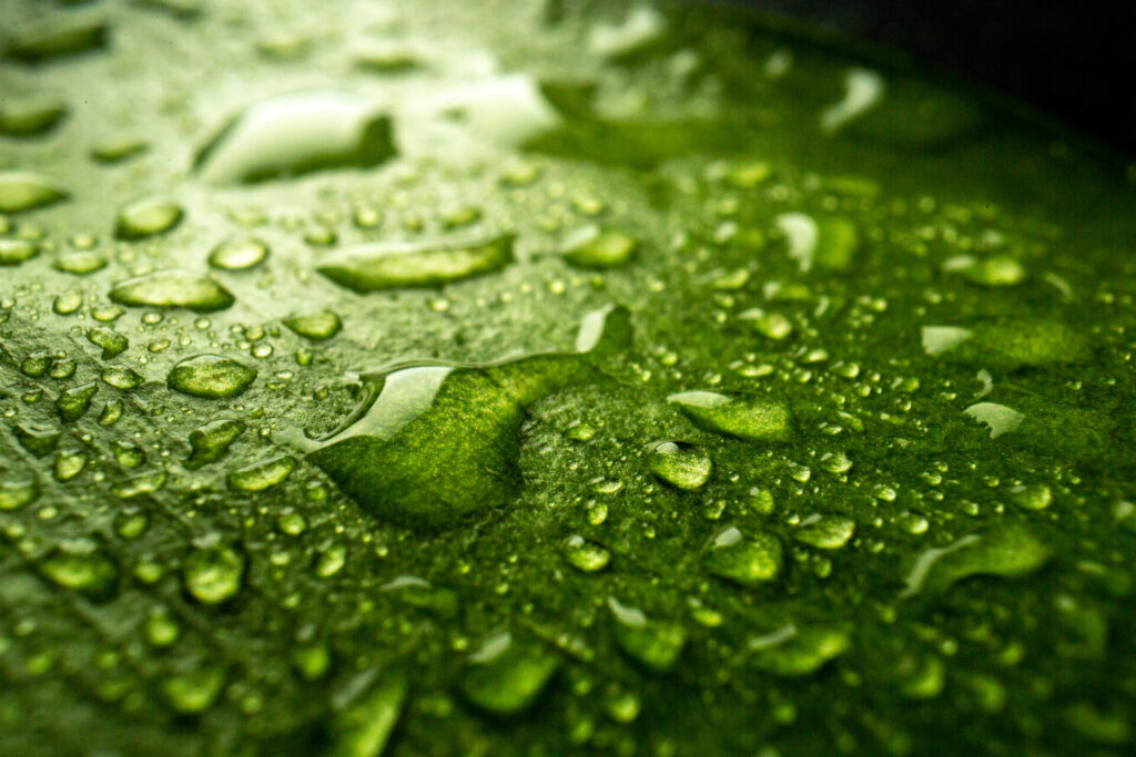 Nahaufnahme von Wassertropfen, die auf einem saftig grünen Blatt abperlen und den selbstreinigenden Lotus-Effekt der Natur symbolisieren.