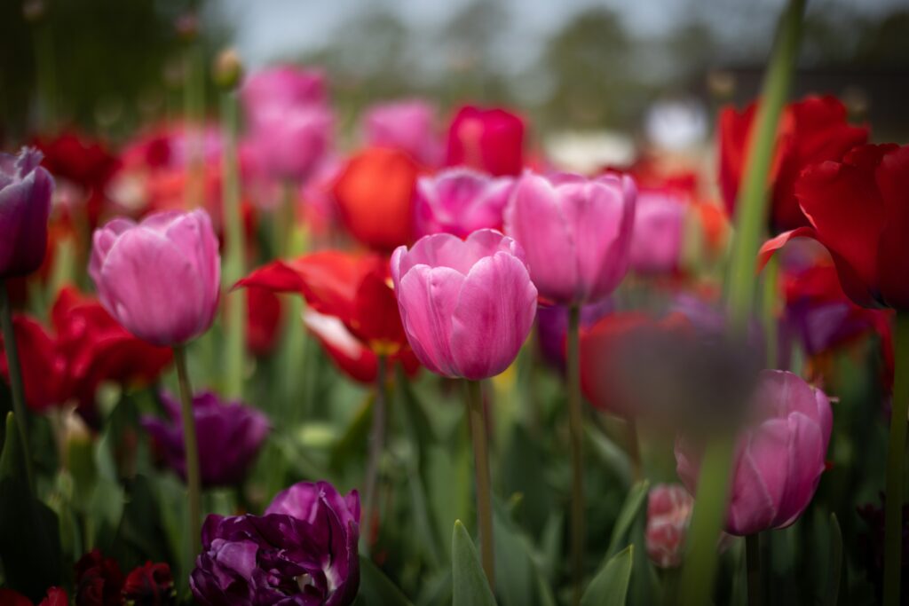 Leuchtend rosafarbene und rote Tulpen blühen in einem Garten, ein klassisches Symbol für ein Geschenk zum Muttertag.