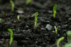 Frische, grüne Keimlinge sprießen aus dunkler, nährstoffreicher Erde und symbolisieren neues Leben.